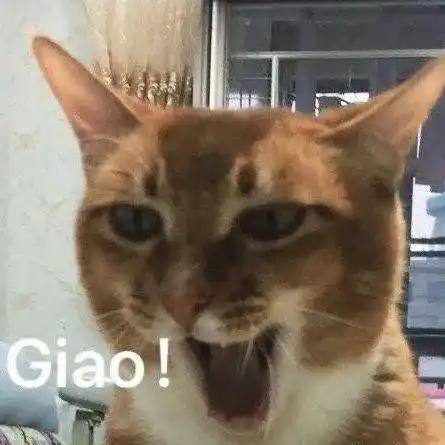  网红猫咪沙雕猫咪敦敦表情包四