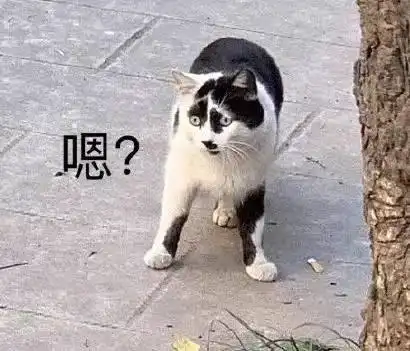 一只白猫旁边一个问号的