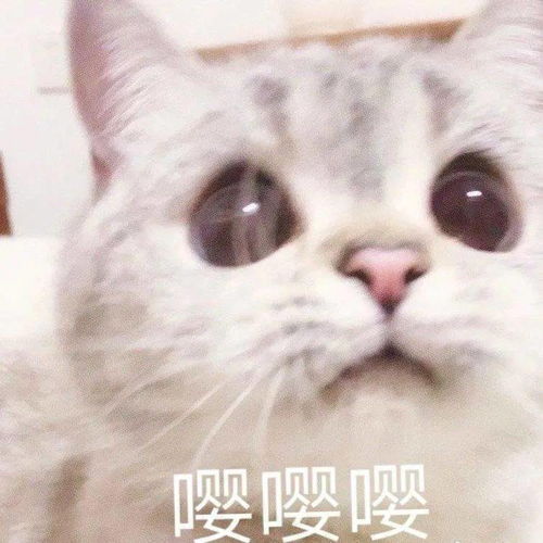  网红猫咪猫咪臭娜娜表情包十一