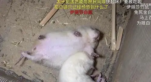 华农兄弟例行检查,发现白竹鼠躺着一动不动,网友中暑了
