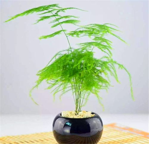 2025新款水果头像文竹