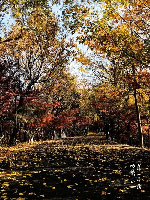  今天,栖霞山实红了