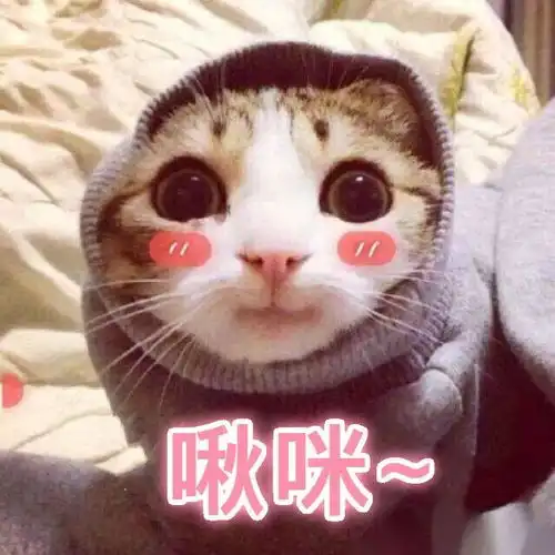 一只白猫旁边一个问号的