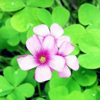  微信头像手拿四叶草微信头像图片大全
