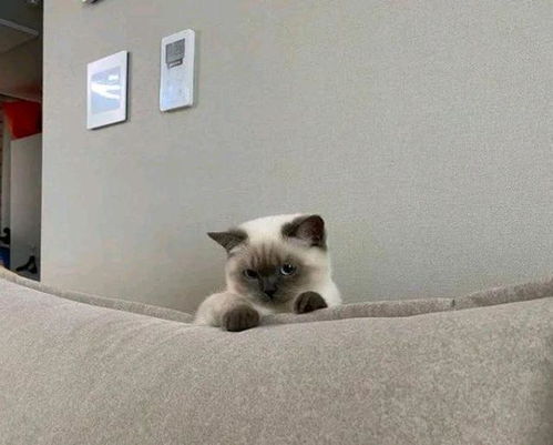  我寻思一只猫能可爱到哪去直到见了它的表情包