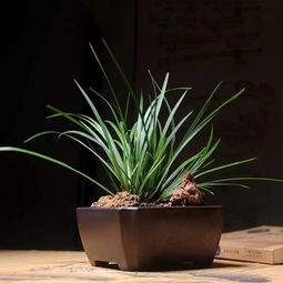  家里植物可不能乱养,不同房间该放啥,听听行家怎么讲