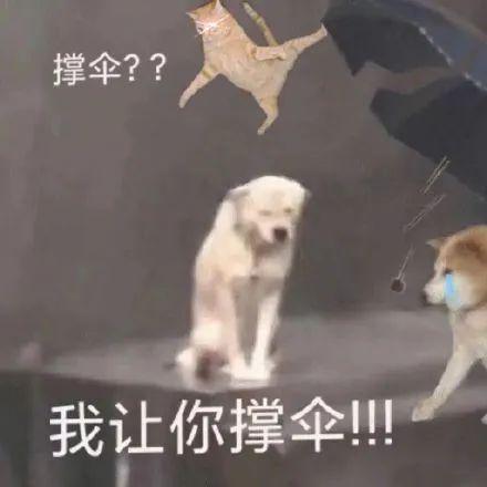  meiko锐评严君泽不正经,南波儿复播自曝没钱整容