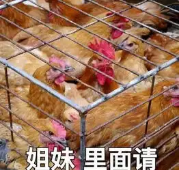  鸡笼警告什么梗