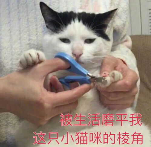  为什么你越来越不喜欢发朋友圈,最怕没有ta的赞