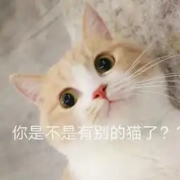  独家爆料鄂尔多斯居然空降1000只萌宠到底是谁来了