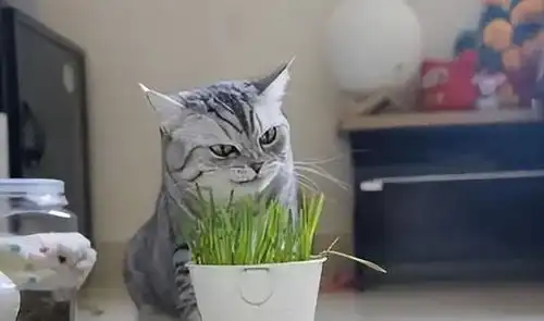 打滚表情包猫猫吃草