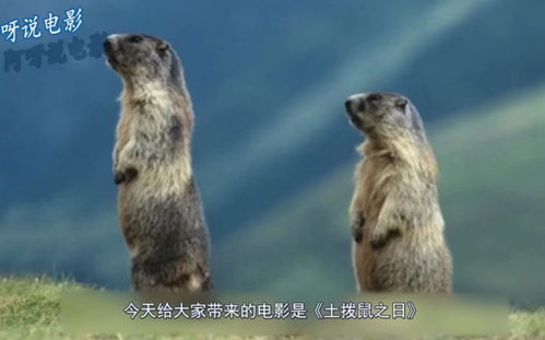  表情带你4分钟看完搞笑电影土拨鼠之日哔哩哔哩干杯bilibili表情