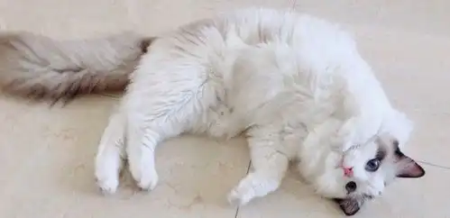  猫咪在地上打滚是在撒娇杭州靠谱宠物医院告诉你,猫咪打滚的行为并不简单
