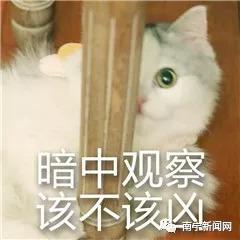 破防猫猫头表情包山竹