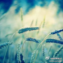  双鱼座是最复杂的星座