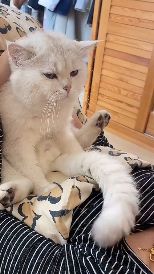  你看亲他几下这享受的小表情萌宠