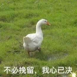  比心鸭子高清无水印图片分享