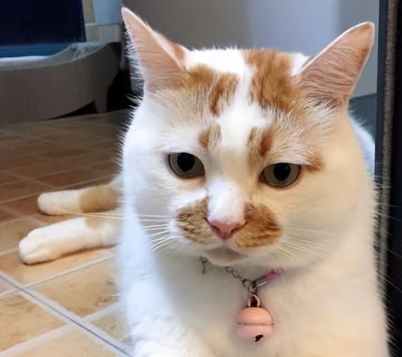  养猫前vs养猫后的区别,变化惊人