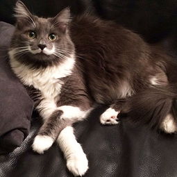  惊了一只猫有两张脸全世界最特别的猫咪真是惊呆小伙伴了