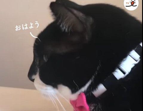  想跟主人打招呼的猫这小表情也太委屈了