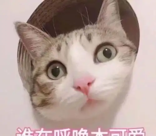  女子睡醒后感到疲惫,装监控后得知真相竟然是被自家的猫给打的