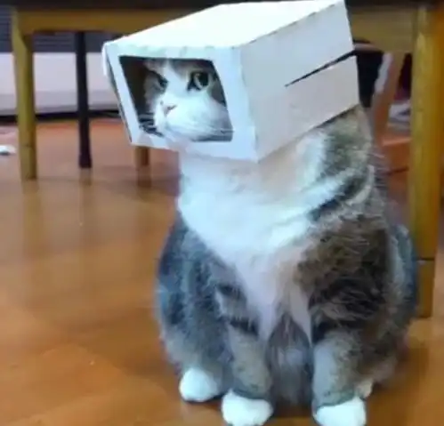  猫咪被主人强行套上纸箱,小表情太可爱,主人再套10分钟