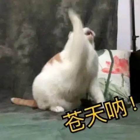  在最热猫咪表情包大合集速收
