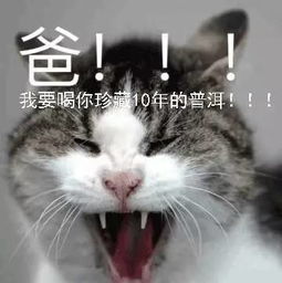  前方高能你已进入茶界表情包时代