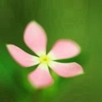  好看的微信花草图片微信头像图片大全