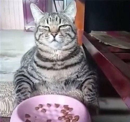 猫咪恶搞表情包猫粮