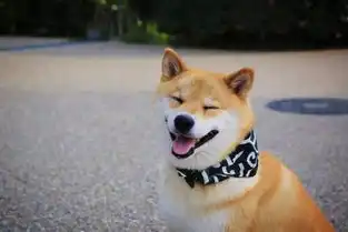  柴犬秋田犬在内的日本国犬面临灭绝,原因竟是因为不够可爱