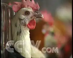  cctv.com
