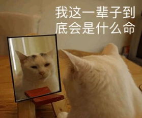 淘宝表情包图片解释表情