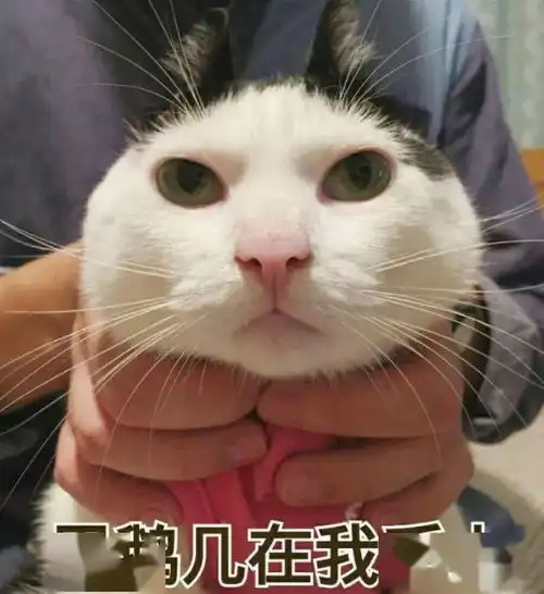 可爱喵咪表情包这只