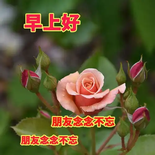  30张最新版早上好表情图片大全,幸福快乐,真情牵挂,珍惜永久早安思念大海钟声网易订阅