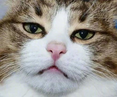 猫可爱表情包主人