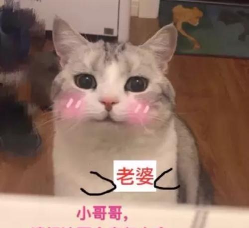  95后恋爱报告,为啥越来越多的人宁愿养猫也不找男女友