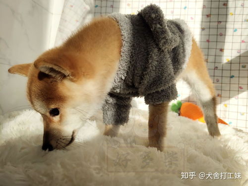  知识百科柴犬和秋田犬该如何区分