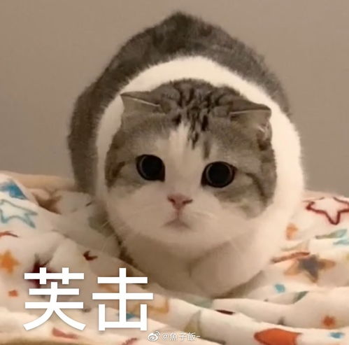  猫咪表情包香香软软的小泡芙专场今天是甜甜的小猫咪鸭