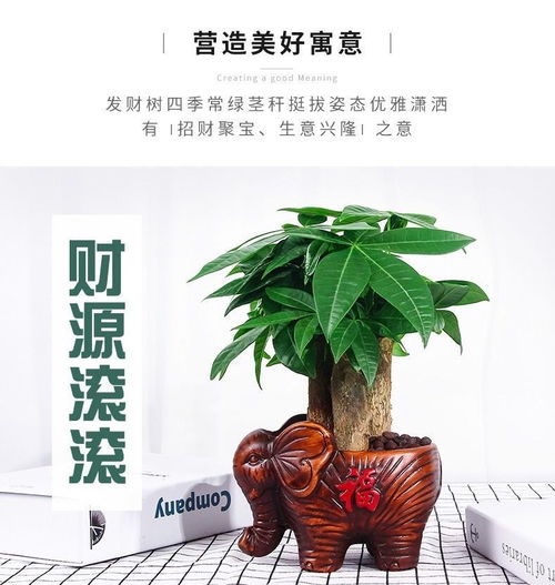  小盆景发财树盆栽植物室内客厅绿植常青办公室桌面招财植物小盆栽
