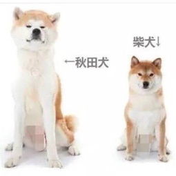  一只狗,拯救了一个城市的旅游业