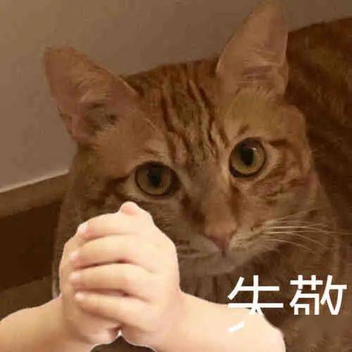  今日表情包,211