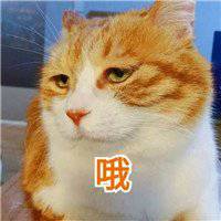  搞笑的橘猫头像超好看的可爱橘色猫咪微信头像