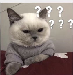  求这张猫猫一脸问号表情包原图高清,谢谢呀