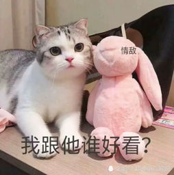  超火猫咪表情包你怎么还不来找我,我难过的快要发芽了
