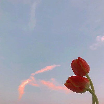 独一无二微信头像花朵达
