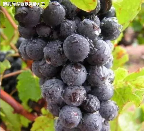  笑话室友买了一些水果之后