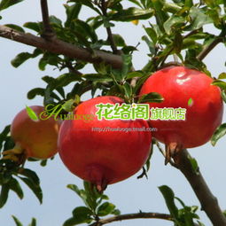  新品种庭院室内盆栽果树大果石榴红玉皮光肉滑果大甜蜜指导价新品种庭院室内盆栽果树大果石榴红玉皮光肉滑果大甜蜜行情