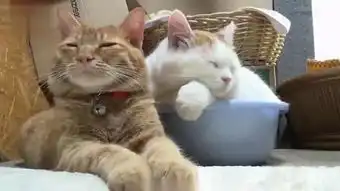  公猫