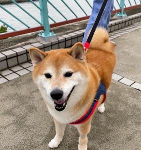 表情包是秋田还是柴犬废
